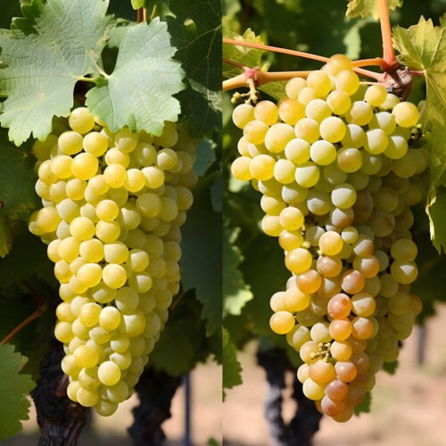 Cotton Candy Grapes Comprehensive Guide Butter N Thyme