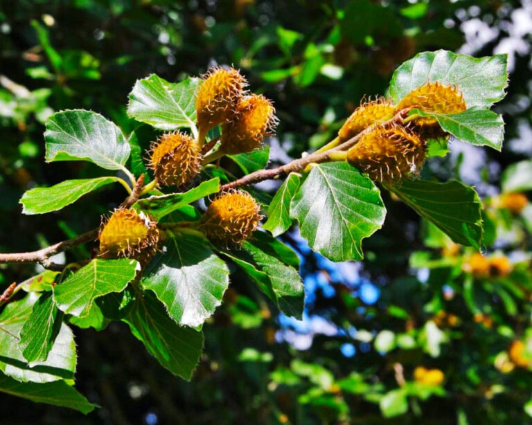 Beech Tree Nuts 13 Species Butter N Thyme