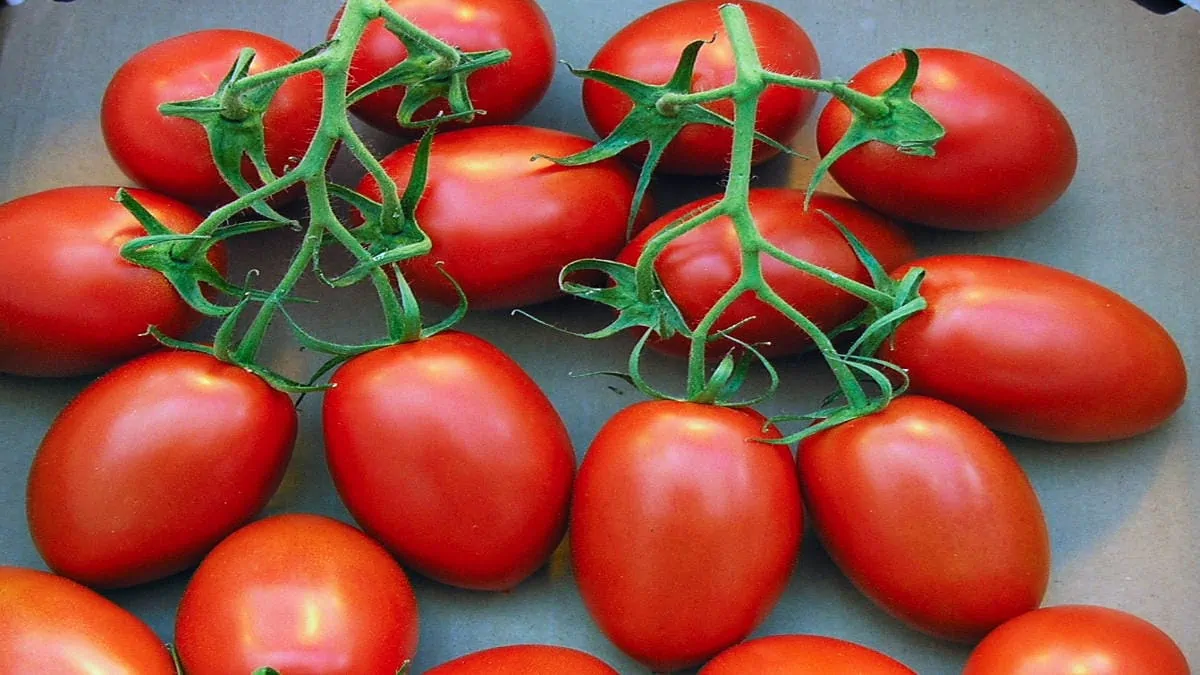 5 Best Tomatoes For Salsa 🍅 Butter N Thyme