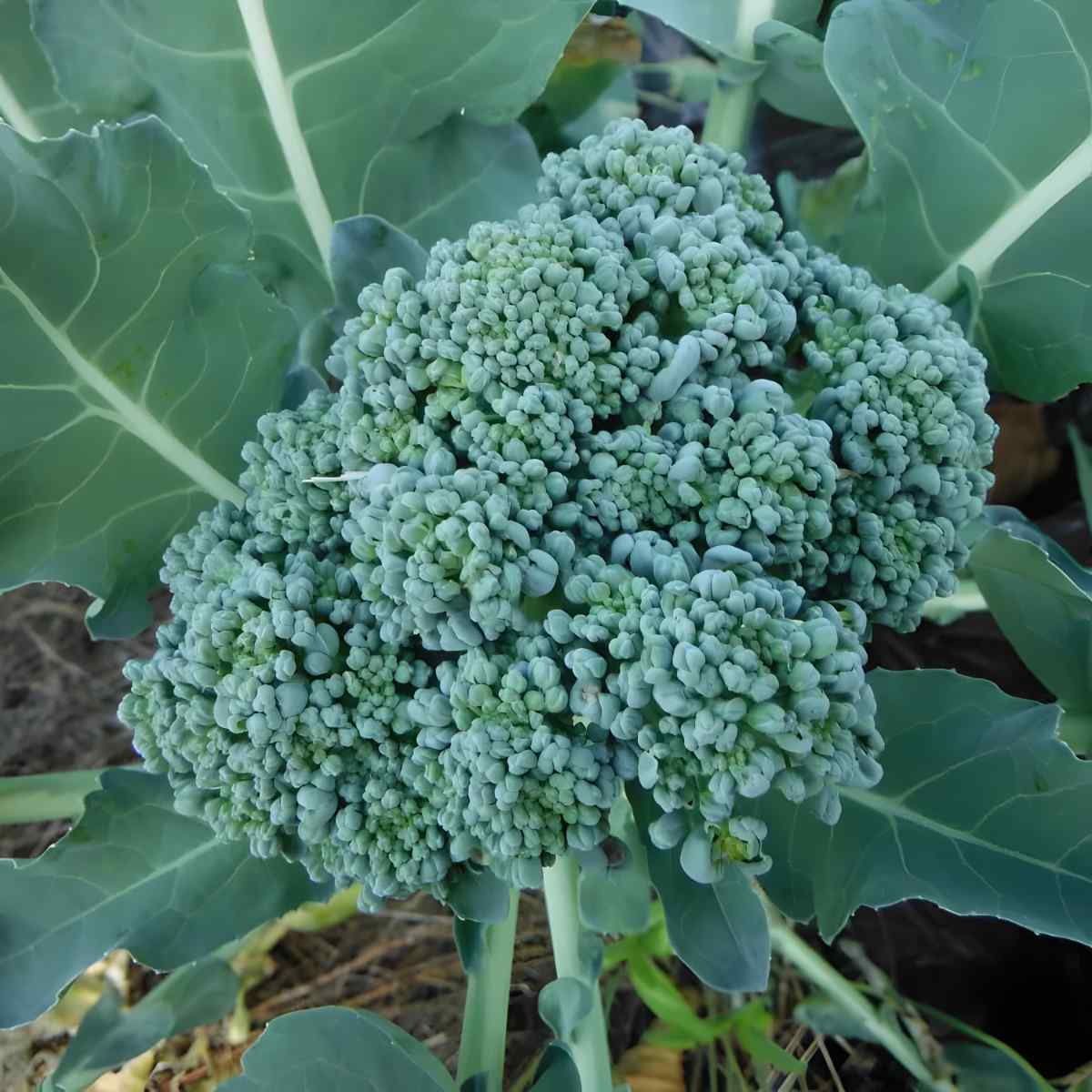 Calabrese Broccoli.