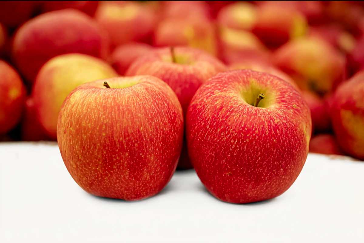 Two Champion (Šampion) apples with bright red and yellow skin resting on a white surface, with a blurred background of more apples, highlighting their crisp texture and natural color.