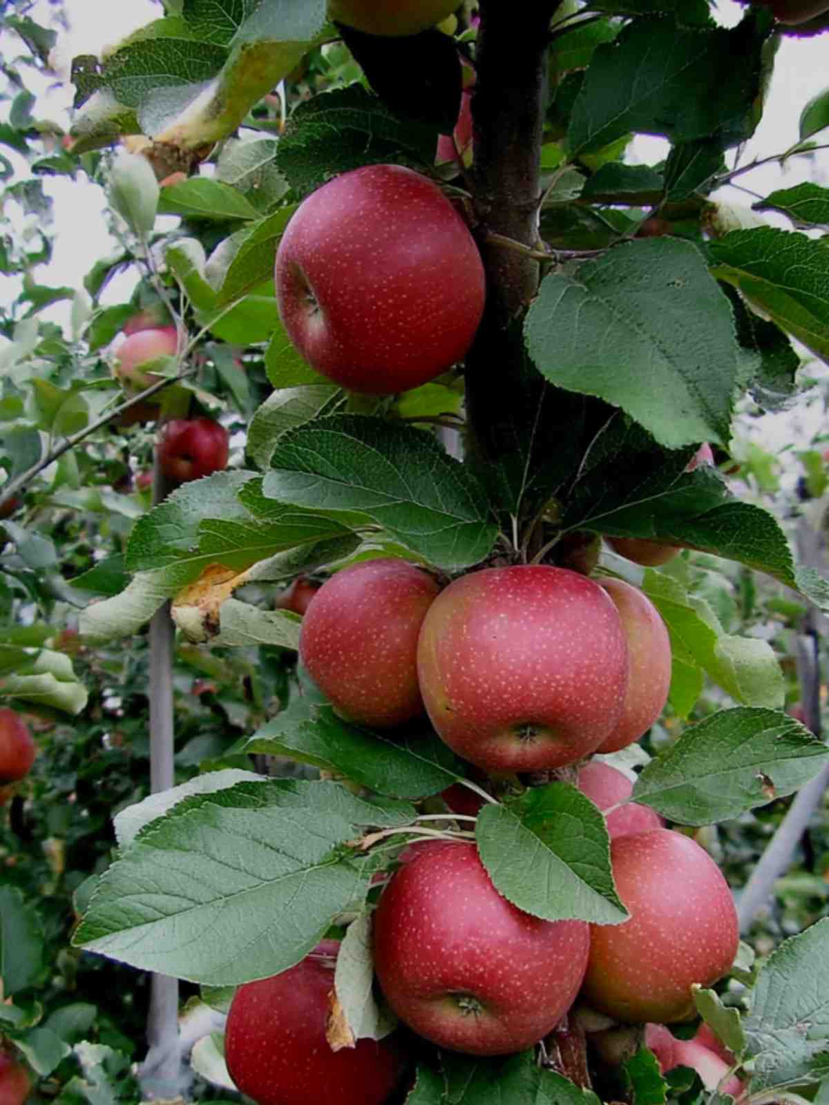 Pommier Belle de Boskoop apples growing on a tree, showcasing clusters of large red apples among green leaves in an orchard.