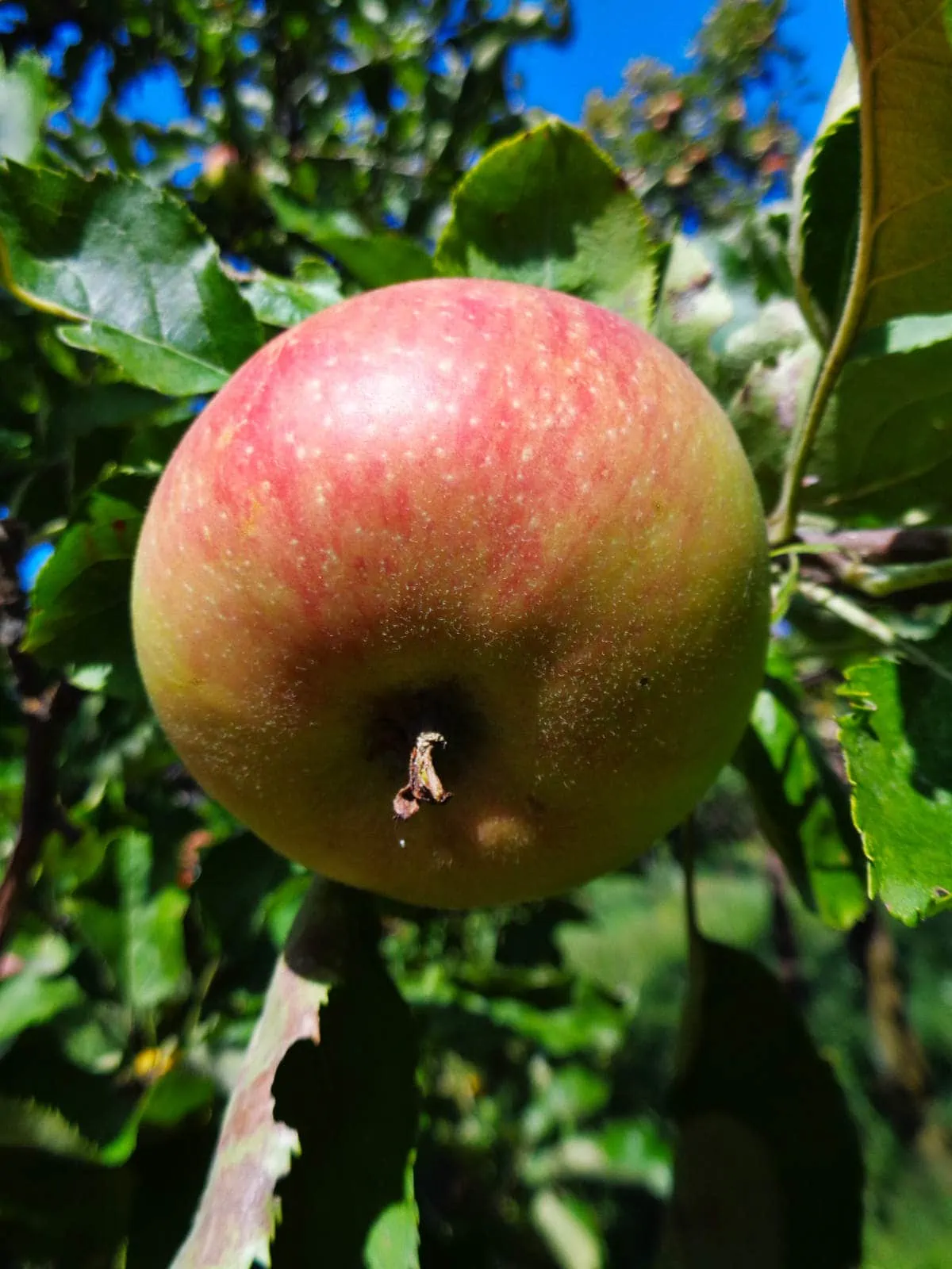 80 Types of Apples AtoZ Photos Butter N Thyme