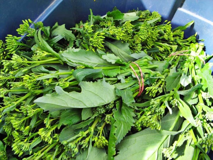 40 Types of Broccoli 🥦 AtoZ Photos Butter N Thyme