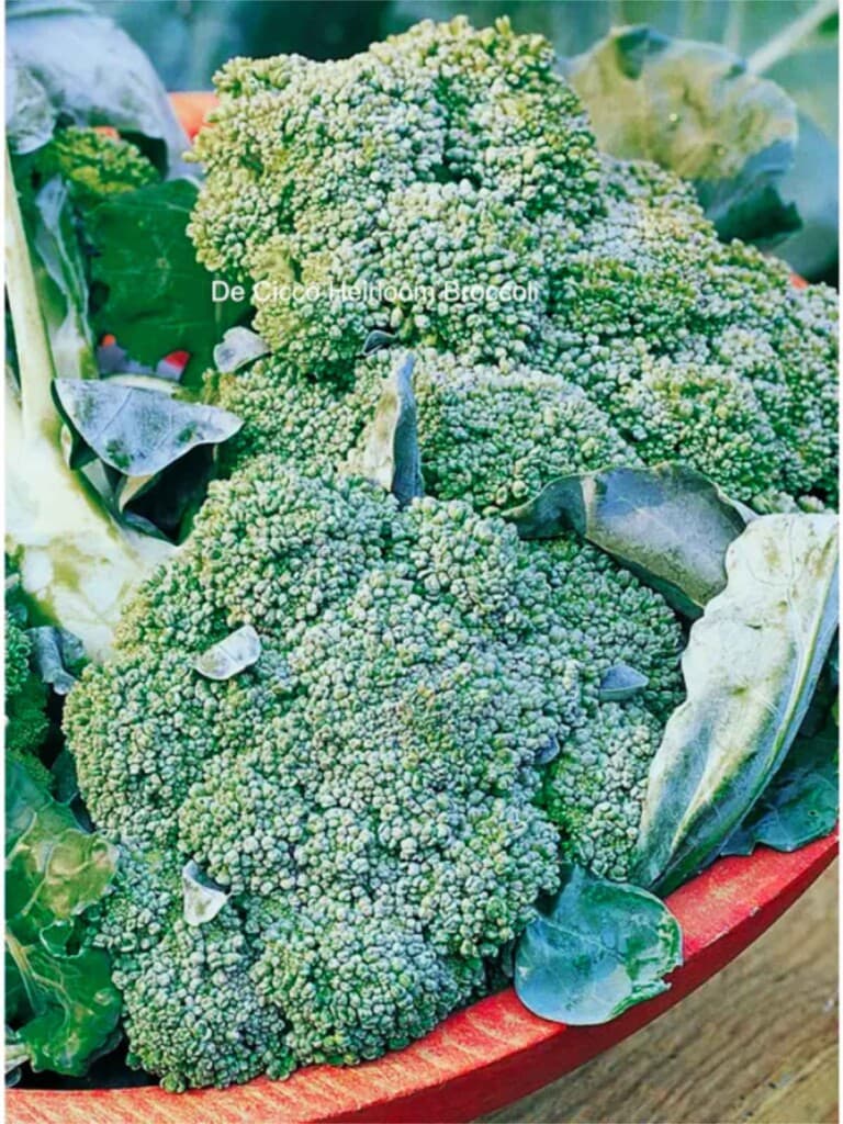 40 Types of Broccoli 🥦 AtoZ Photos Butter N Thyme