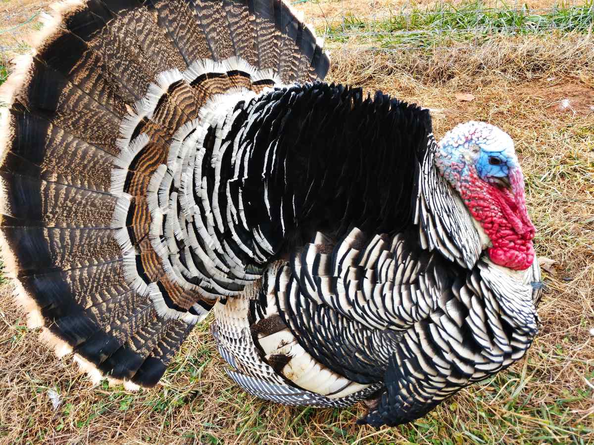 Wild Turkey Breeds Infoupdate