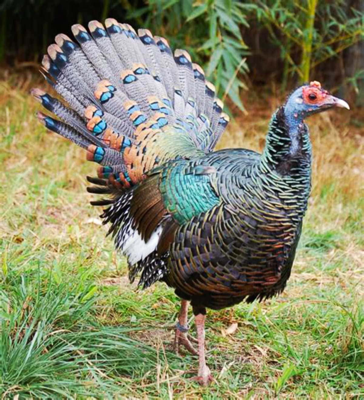 Types Of Turkeys Heritage Wild Butter N Thyme