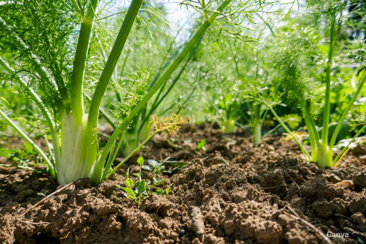 Fresh fennel growing in a spring vegetable garden.