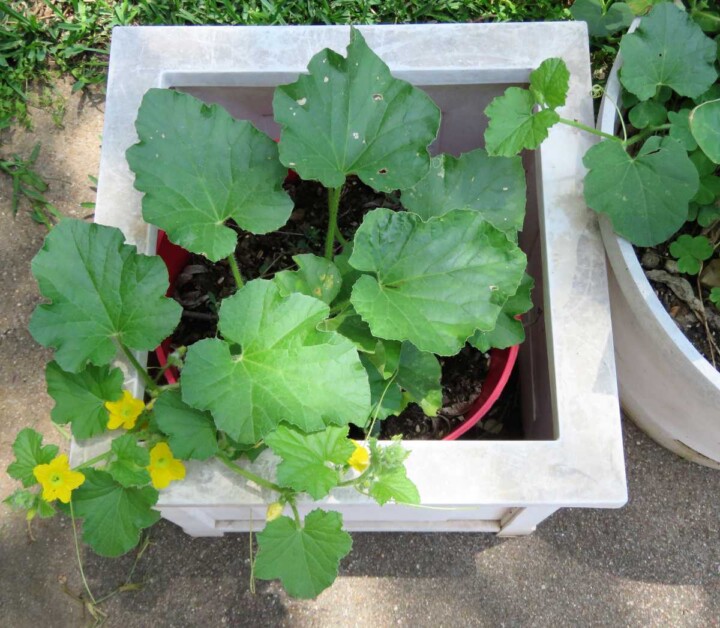 How To Grow Cantaloupe 🌱 StepbyStep Butter N Thyme
