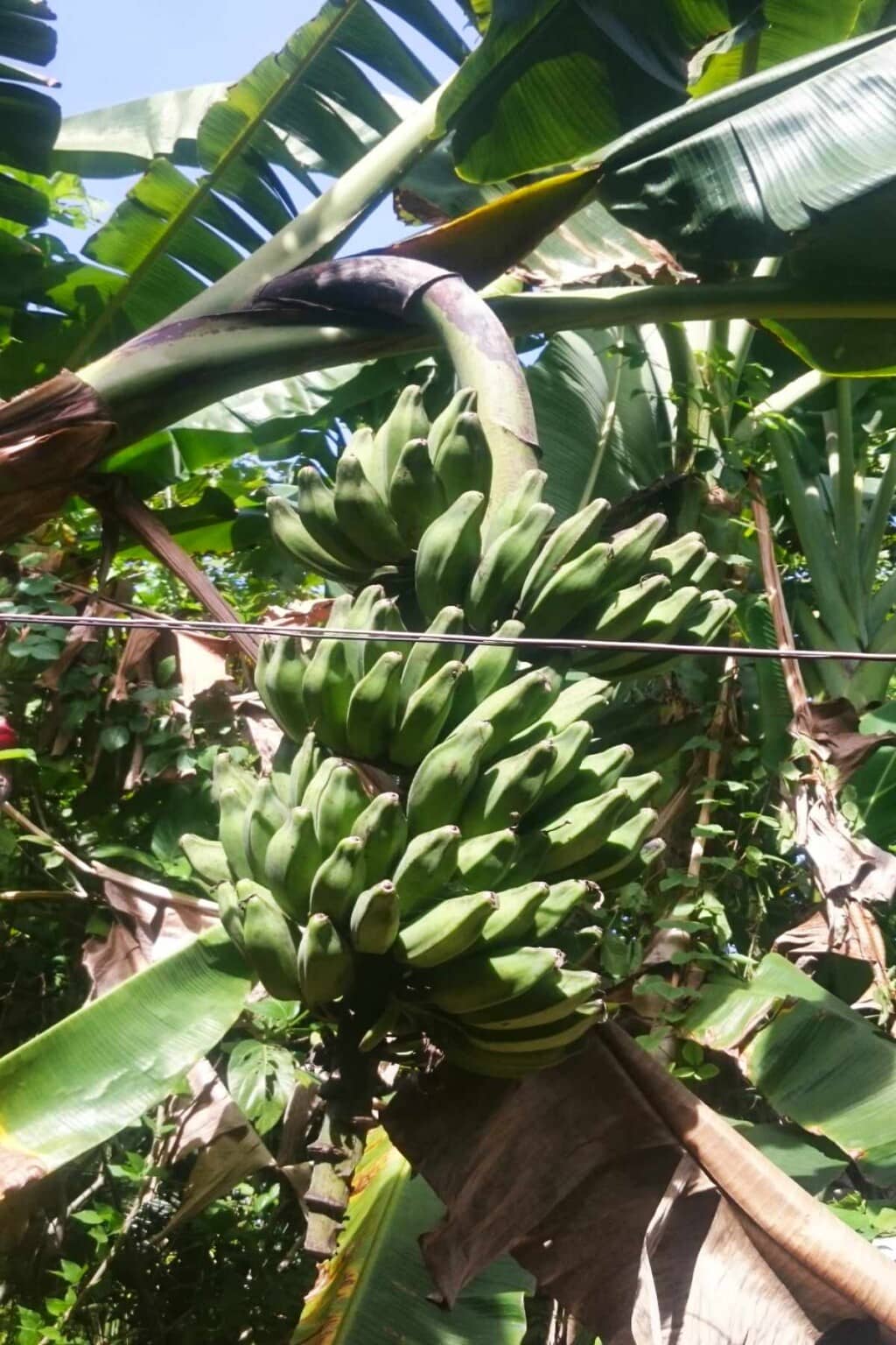 27 Types of Bananas 🍌 A to Z Photos Butter N Thyme