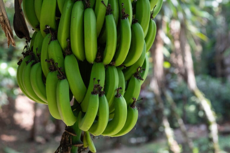 27 Types of Bananas 🍌 A to Z Photos Butter N Thyme