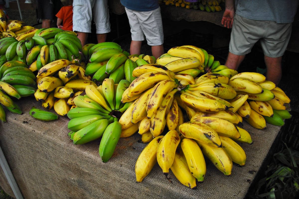 27 Types Of Bananas A To Z Photos Butter N Thyme