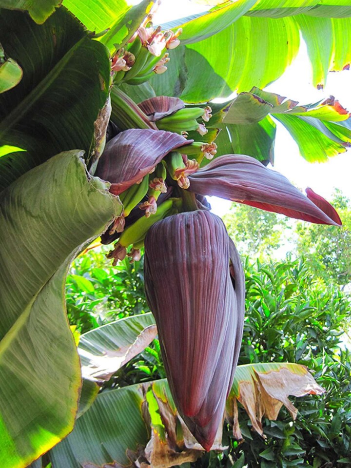 27 Types of Bananas 🍌 A to Z Photos Butter N Thyme