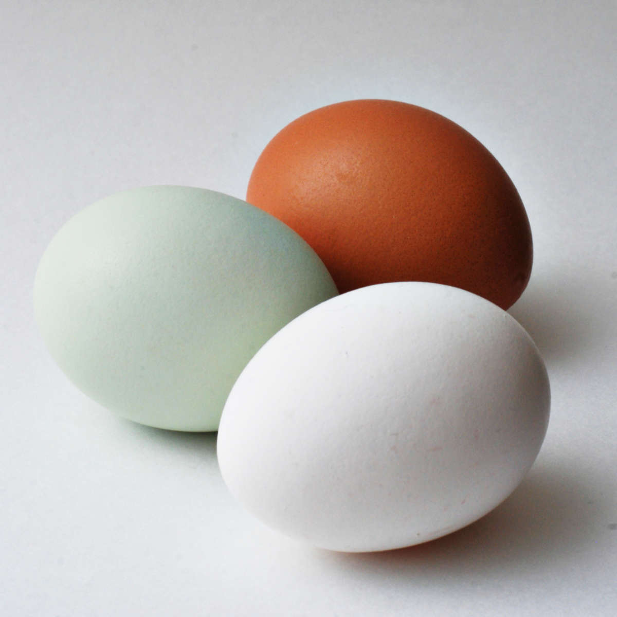 Araucana Eggs.