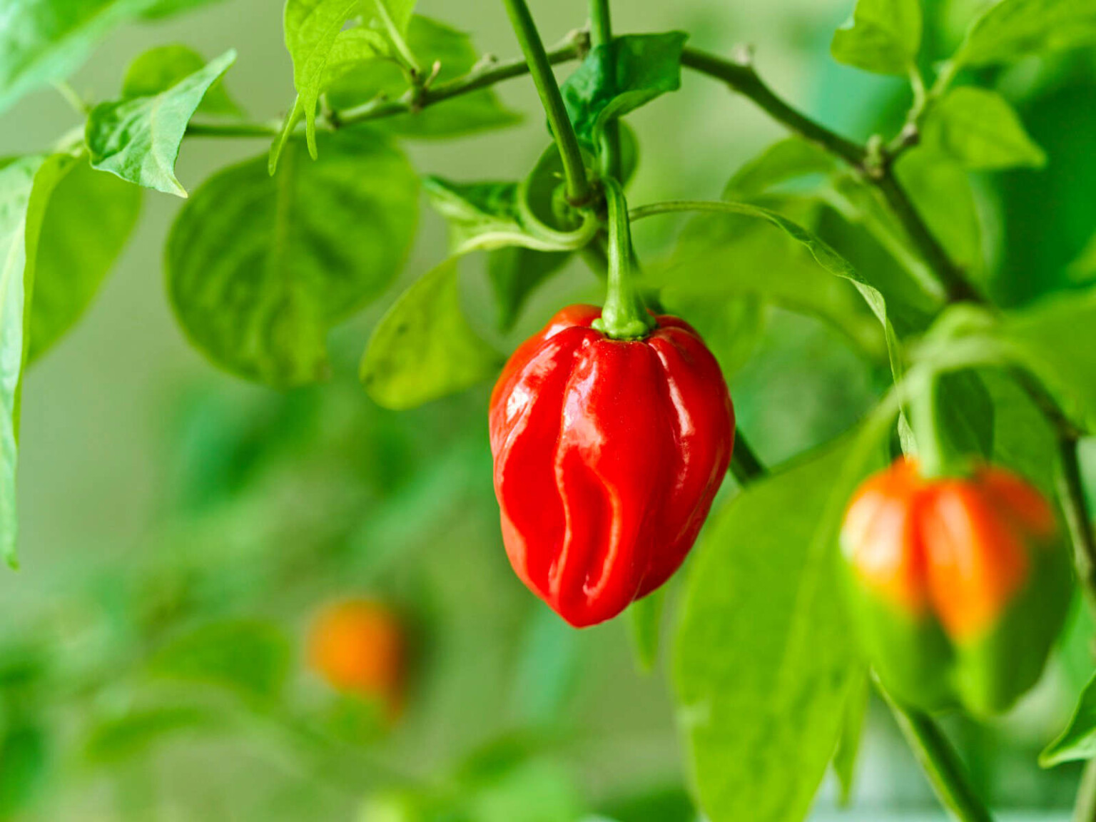 habanero foams on feet