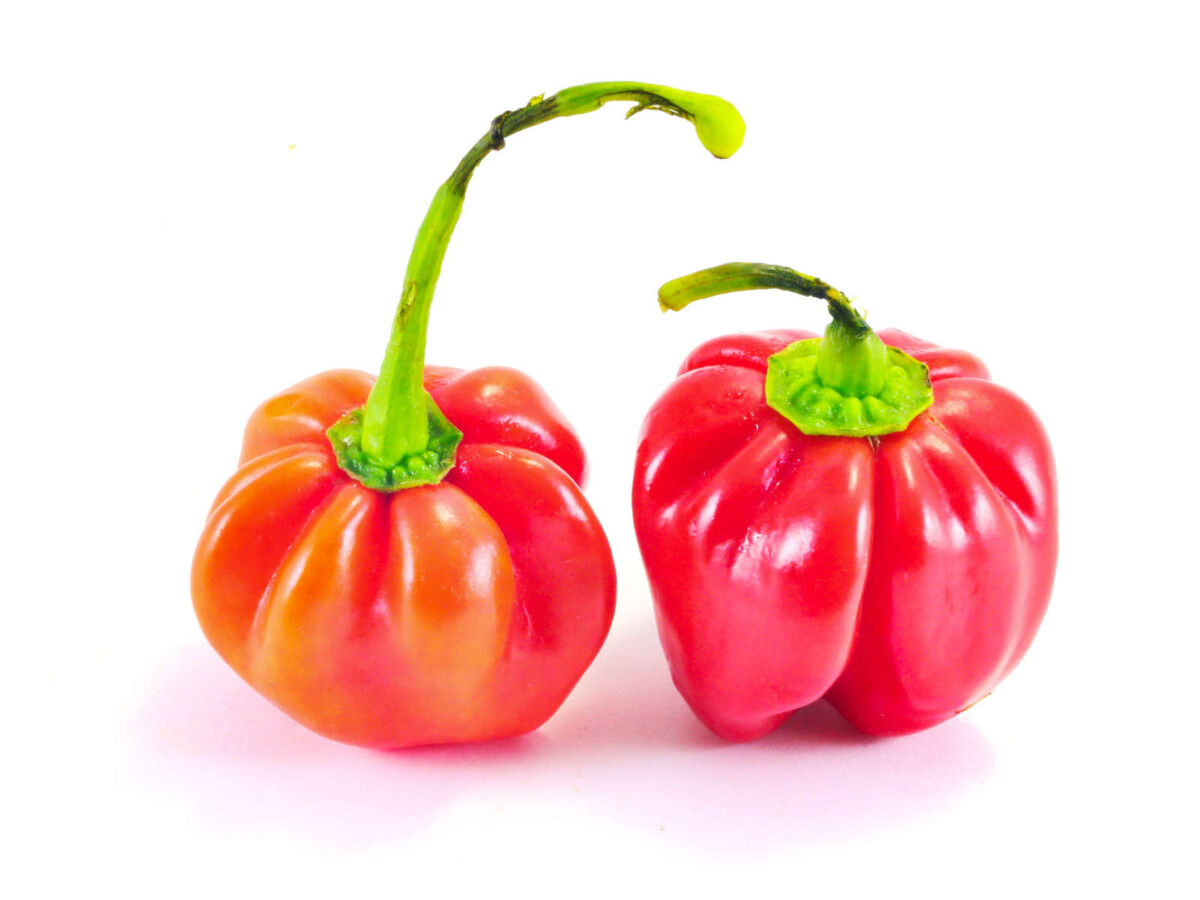 Habanero Peppers🌶️ Uses, Facts, Recipes Butter N Thyme