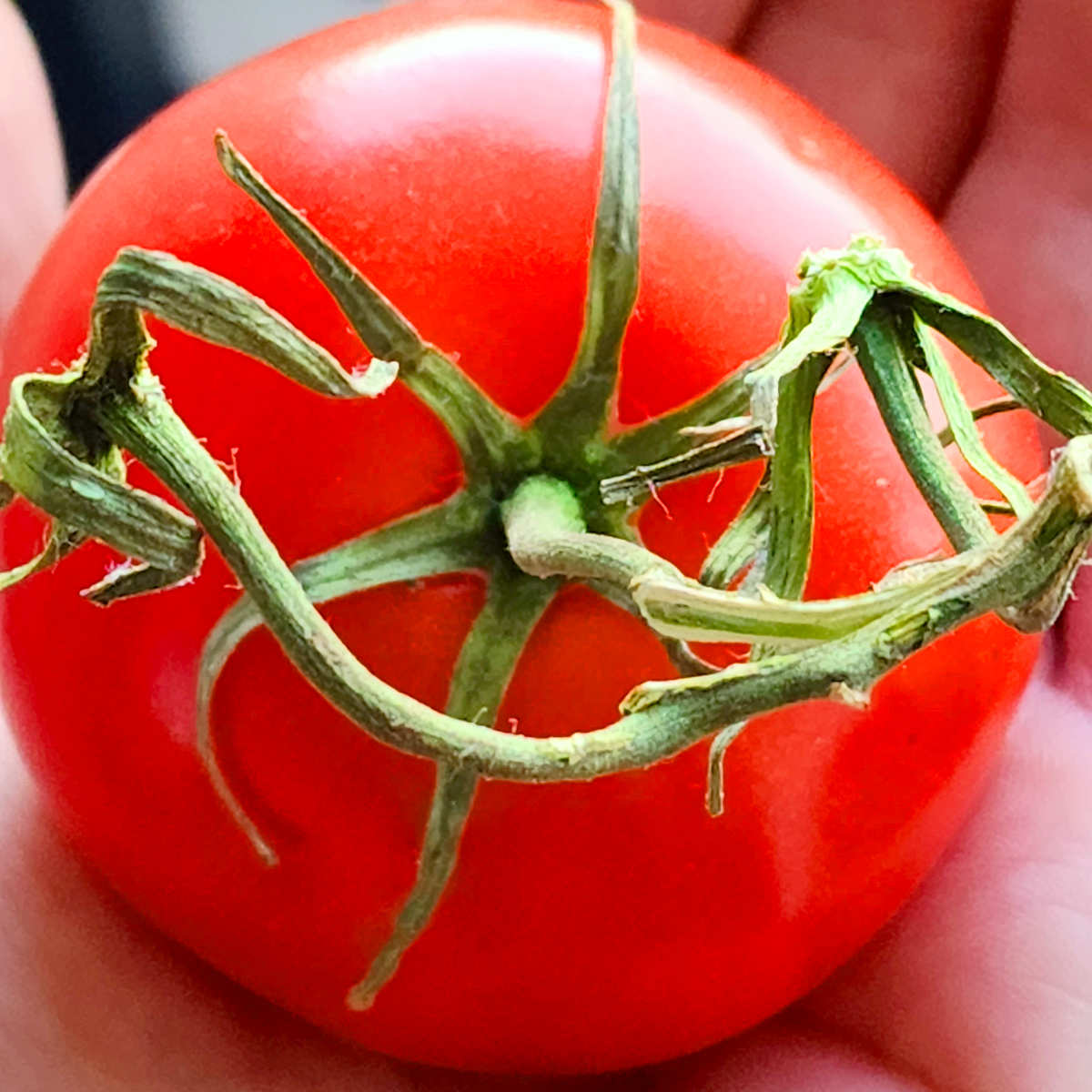 How To Ripen Tomatoes - Butter N Thyme