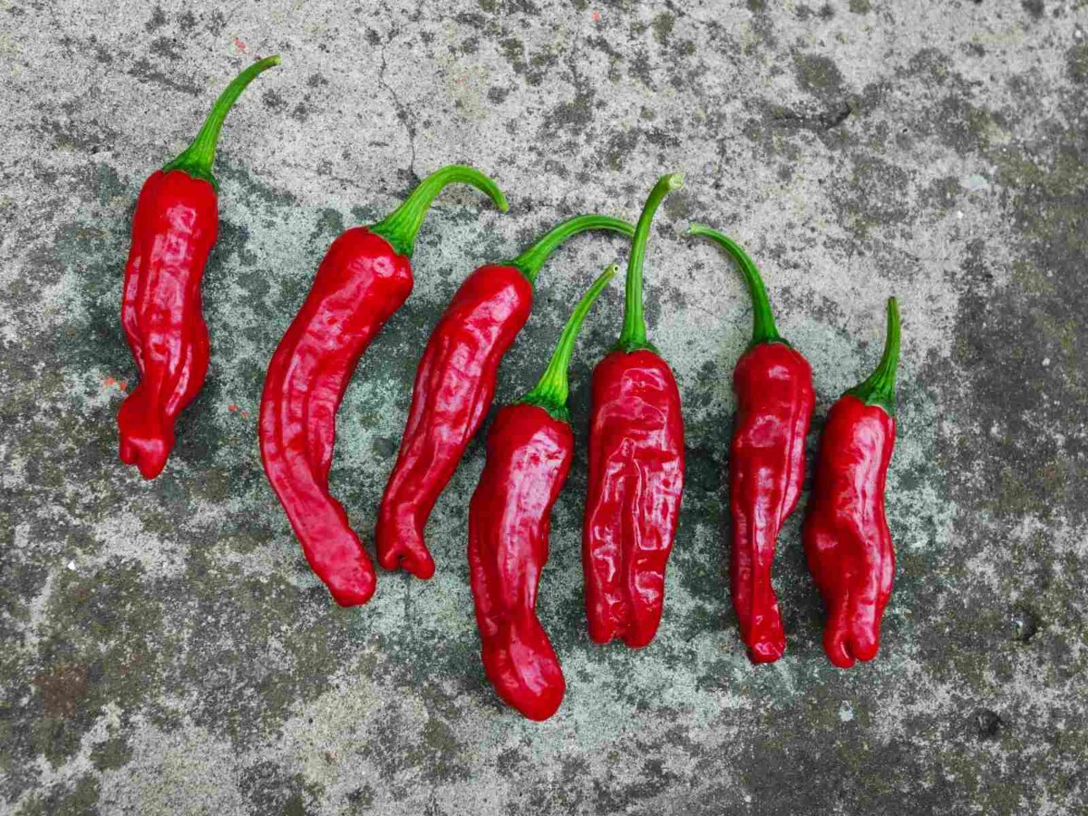 Shishito Pepper Cooking Techniques, Heat Scale, and Recipes Butter N