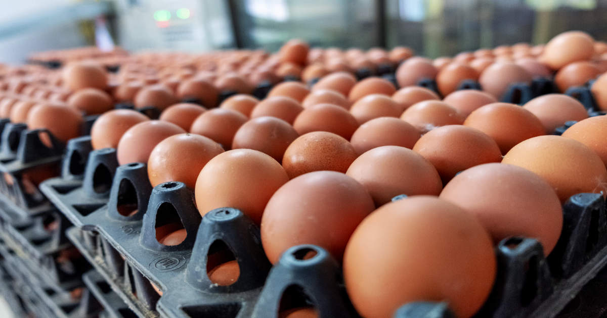 Fresh eggs being graded. 
