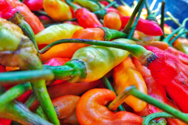 Chile de Arbol Pepper Heat, Flavor, and Uses Butter N Thyme