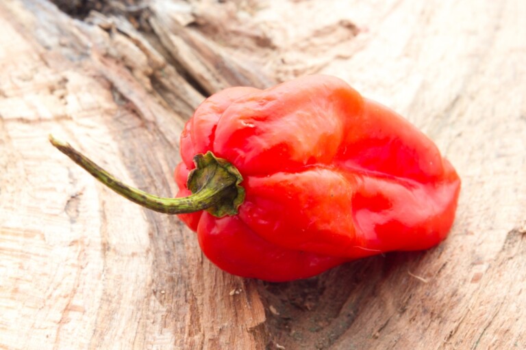 Chile de Arbol Pepper Facts, Taste, Uses Butter N Thyme