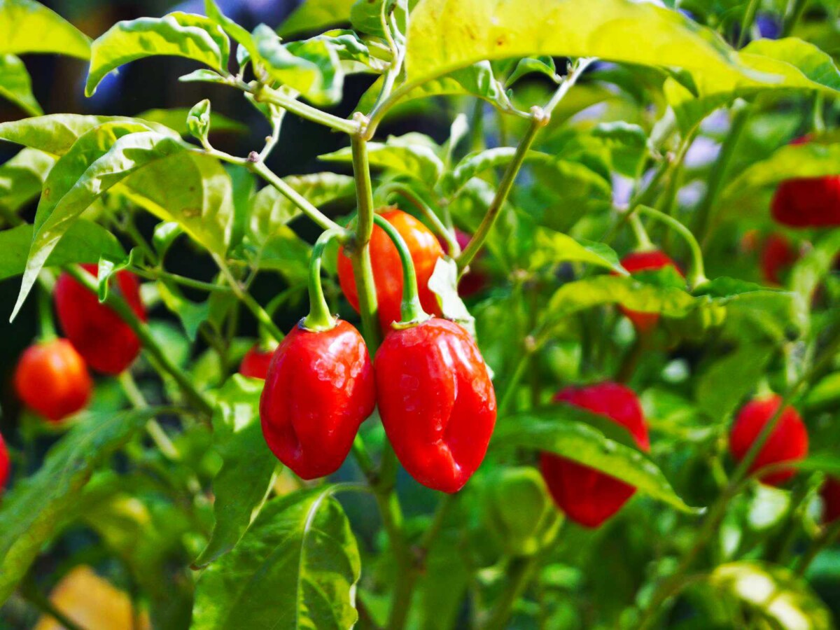 Are Peppers Fruits 🌶️ Botanical Culinary Explanation Butter N Thyme