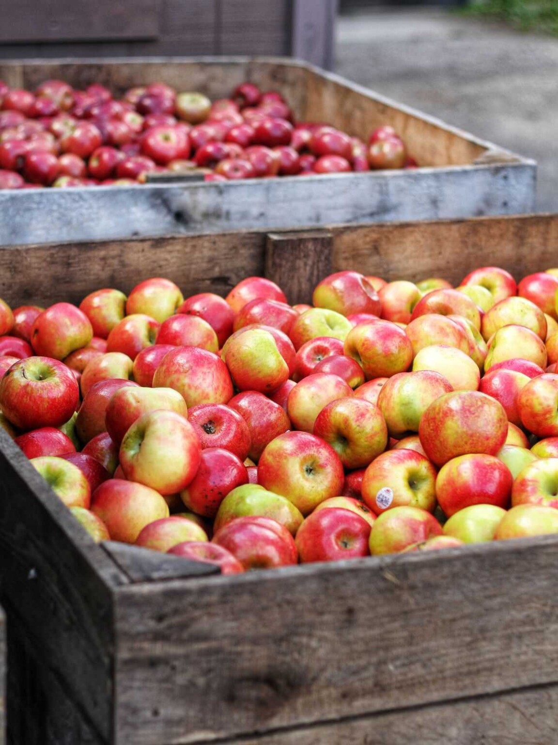 How Many Apples In A Pound, Bushel, Quart, and Cup
