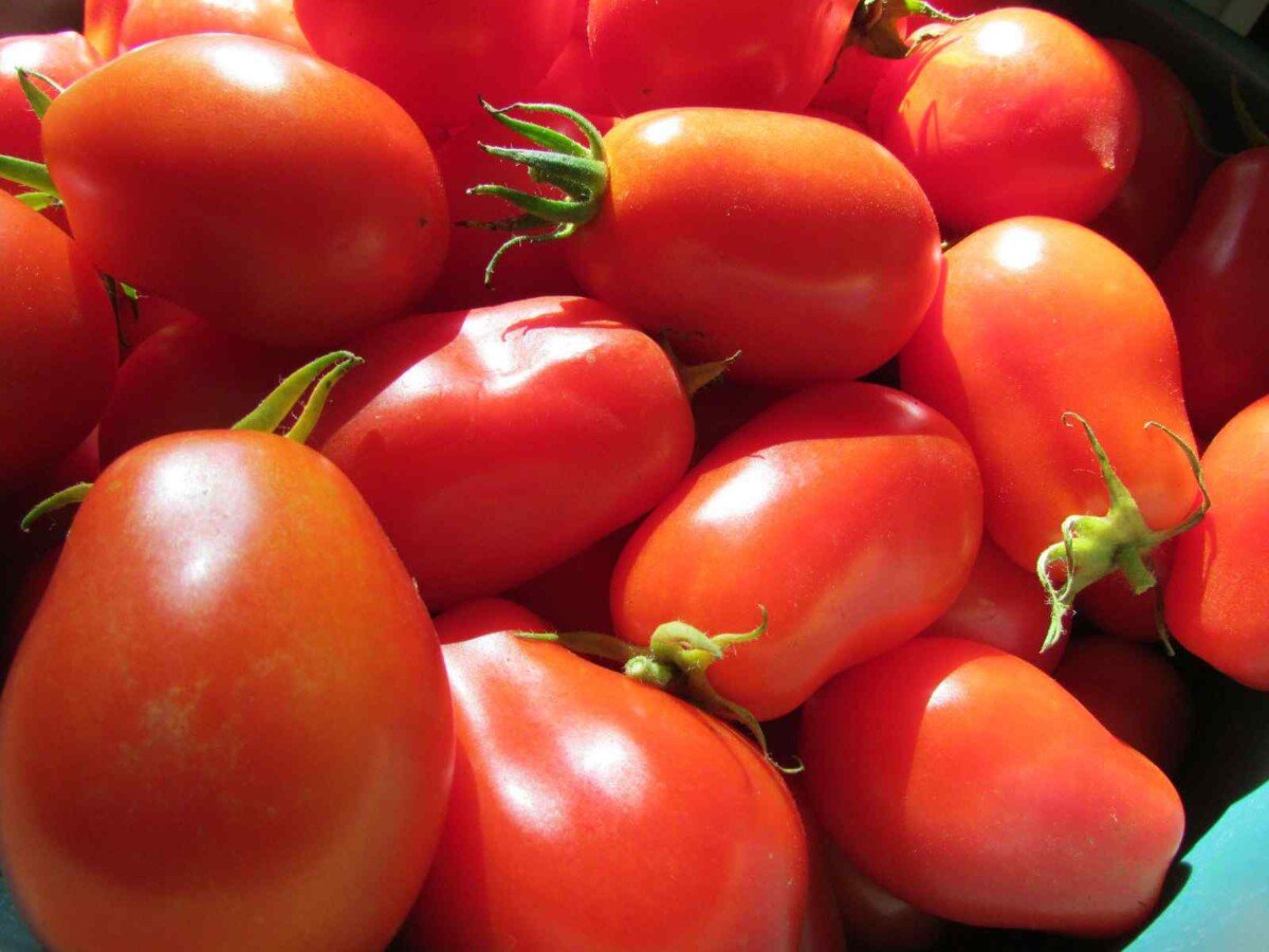 How Many Tomatoes In a Pound, Cup, or Quart Butter N Thyme