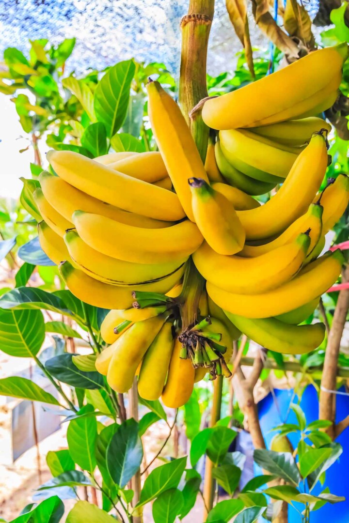 45 Types of Fruit AtoZ Defined Photos Butter N Thyme