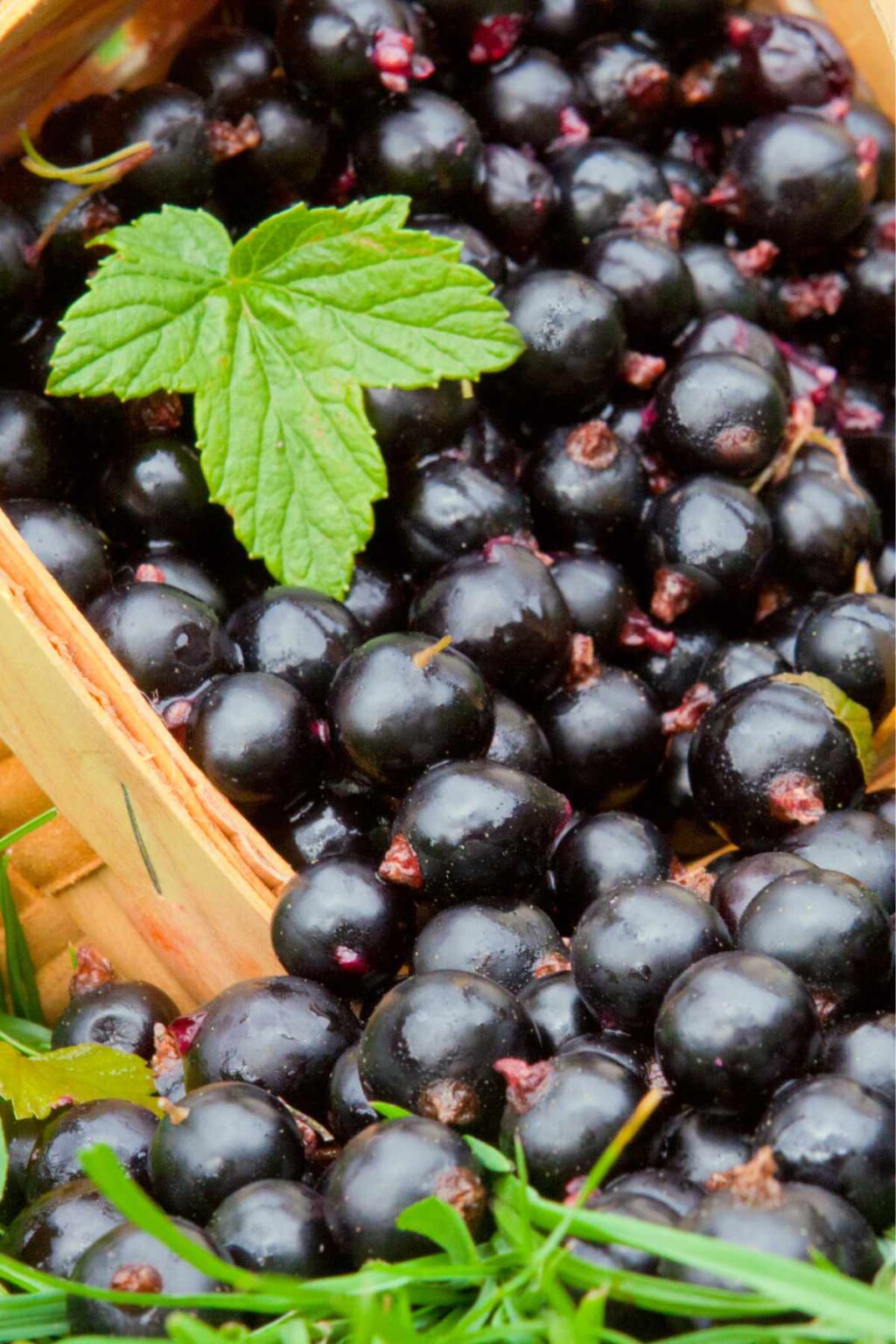 45 Types of Fruit AtoZ Defined Photos Butter N Thyme