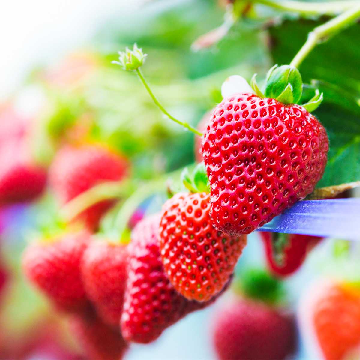 Best 7 Ways to Store Strawberries Maximize Shelf Life Butter N Thyme