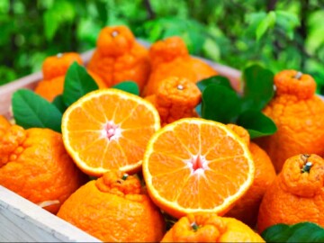 Sumo Oranges 🍊 Everything You Need to Know - Butter N Thyme