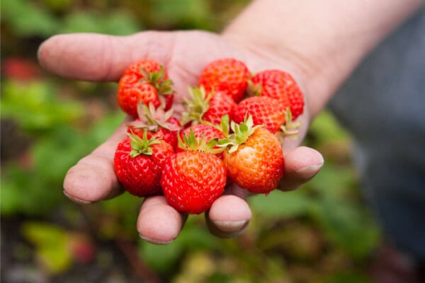 When Are Strawberries In Season - Butter N Thyme
