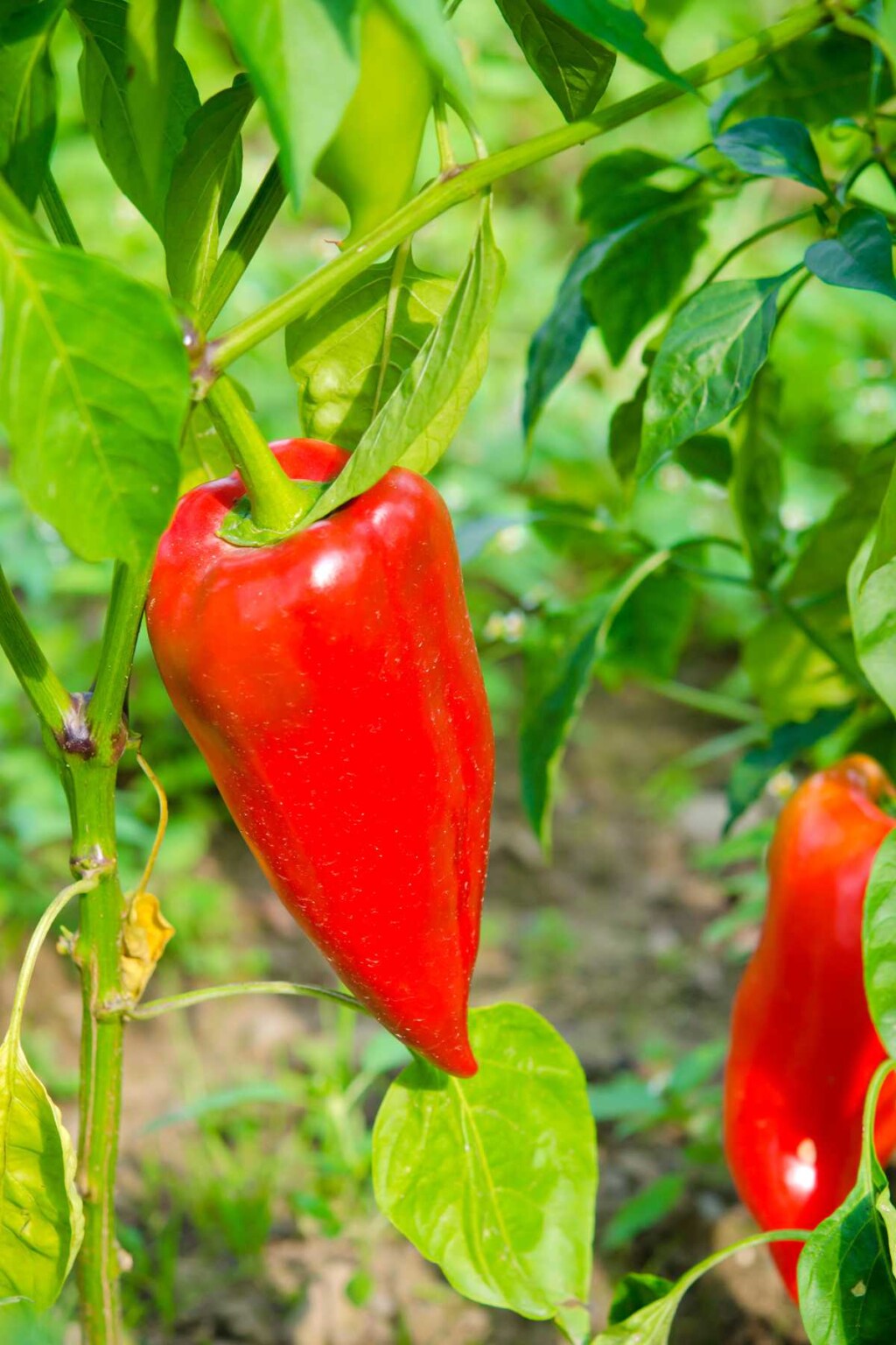 Exploring Hybrid And Heirloom Pepper Varieties
