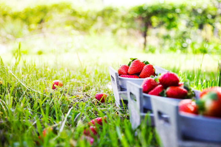 Strawberry Nutrition Facts and Benefits Explained