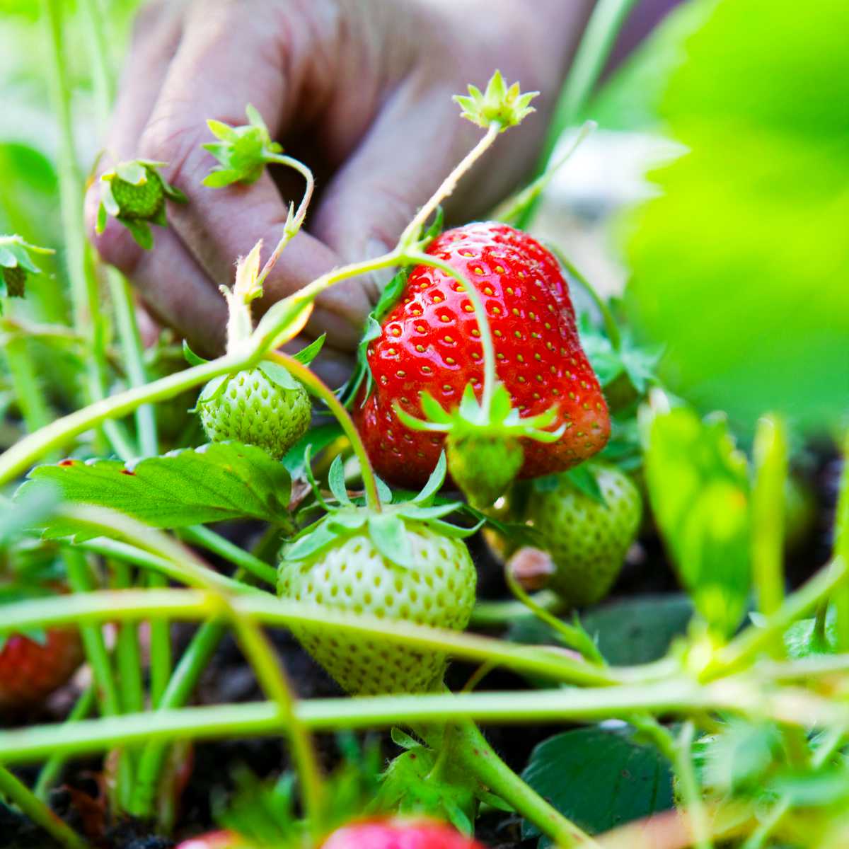 Ultimate Guide to Picking Strawberries 🍓 Tips, UFarms, Butter N Thyme