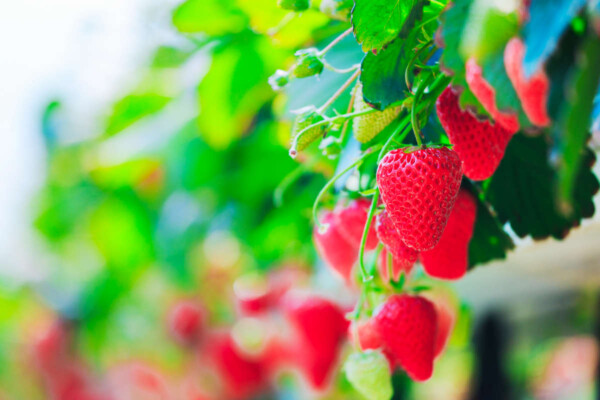 Science Behind Organic Strawberries and Conventional 🍓