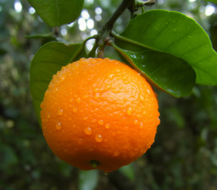 Types of Limes | A-to-Z | Defined | Photos - Butter N Thyme