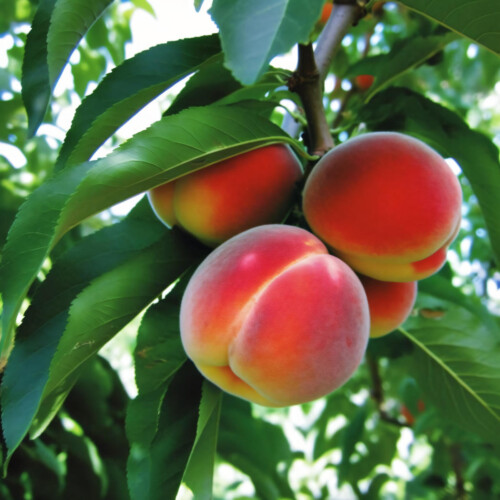 50 Types of Peaches 🍑 AtoZ Defined Photos Butter N Thyme