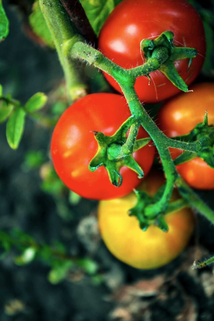 Brandywine Tomatoes 🍅 Types, How To Grow Butter N Thyme