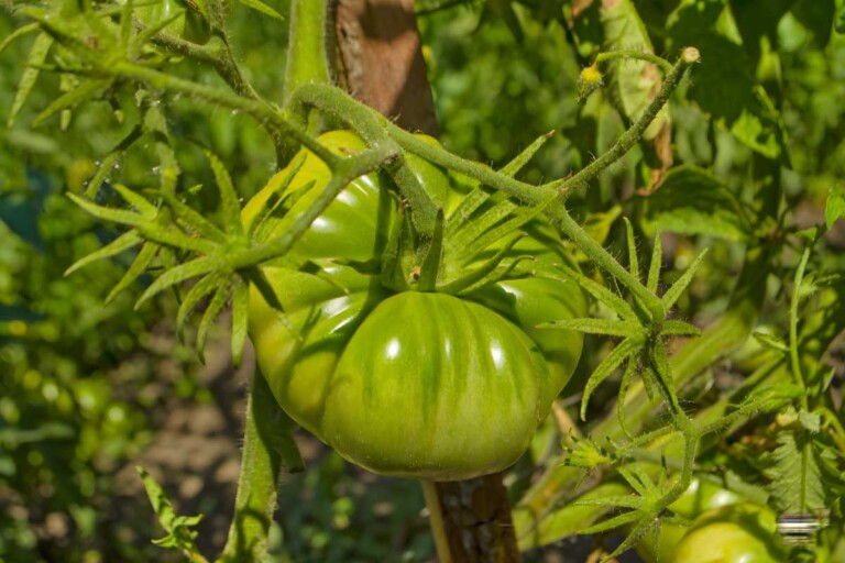 Brandywine Tomatoes 🍅 Types, How To Grow Butter N Thyme