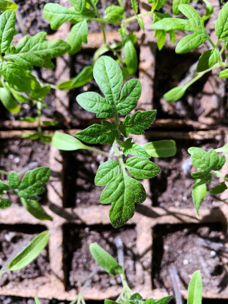 Brandywine Tomatoes How To Grow Butter N Thyme