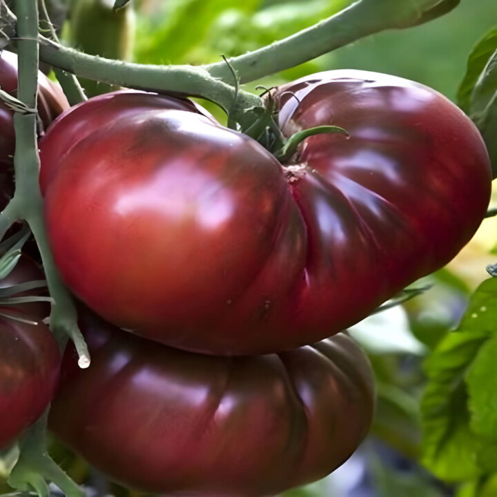 Brandywine Tomatoes How To Grow Butter N Thyme