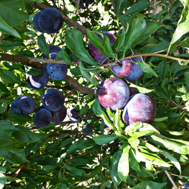 48 Types of Plums AtoZ Photos Butter N Thyme