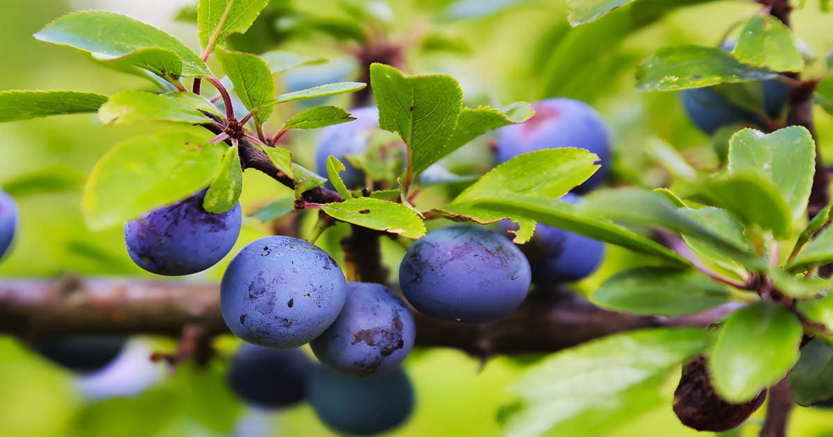 48 Types of Plums (AtoZ) Photos Butter N Thyme