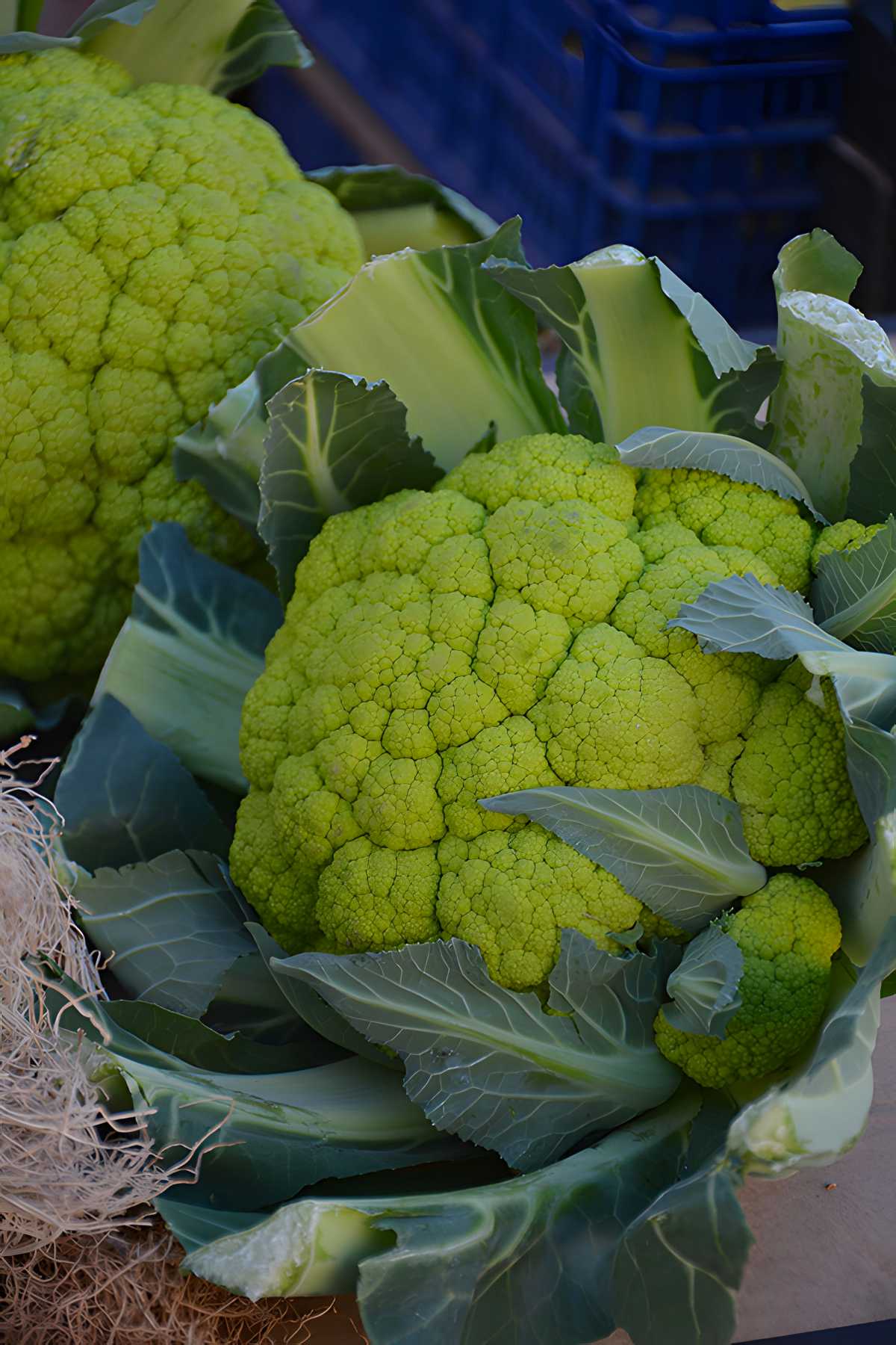 Alverda Cauliflower.