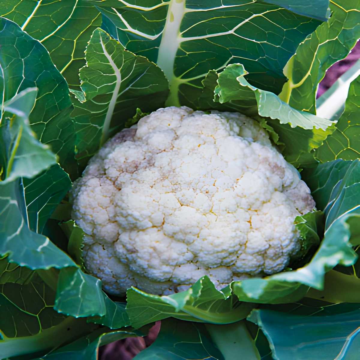 Attribute Cauliflower.