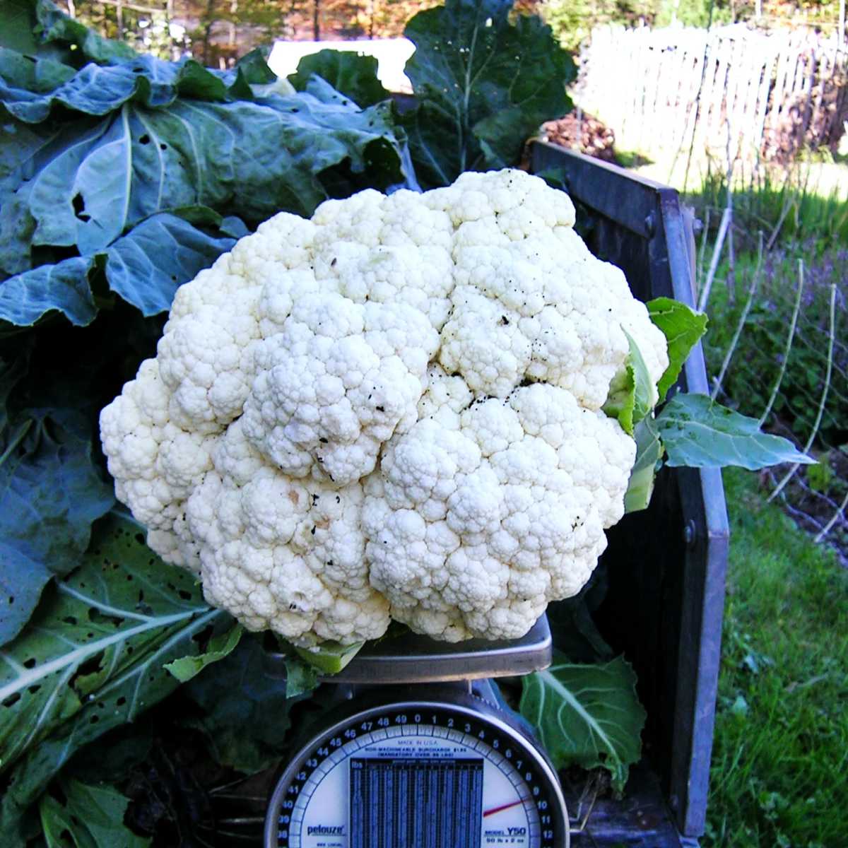 Candid Charm Cauliflower.