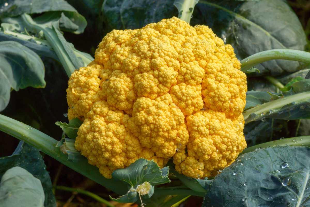 Cheddar F1 Cauliflower.