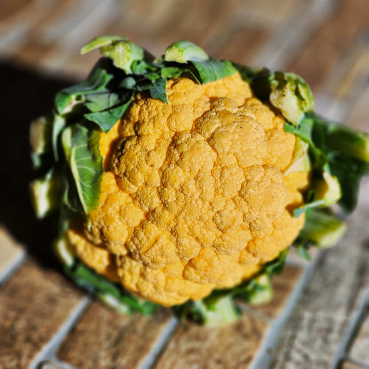 Yellow cauliflower with green surrounding leafs. 